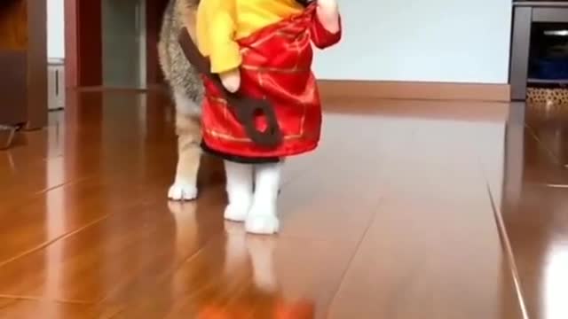 Lovely Cat must watch