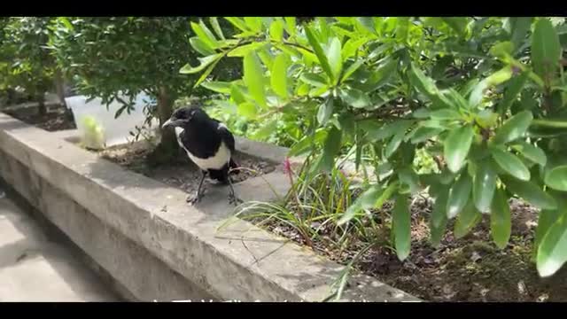 little magpie bird