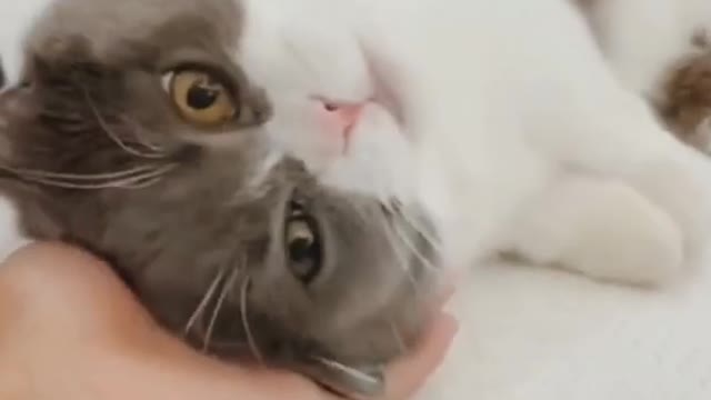 Funny cats Reaction