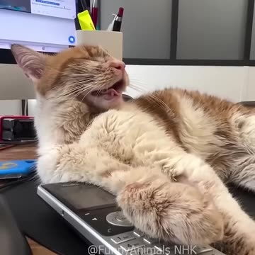 Funny cat and dogs 😂😂