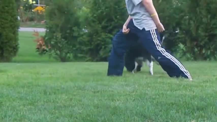 Border Collie Performs Amazing Dog Tricks