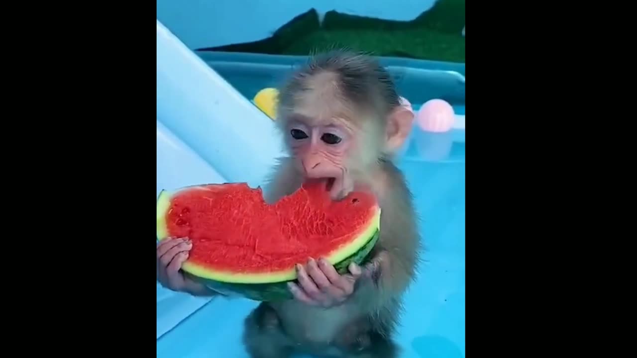 Funny Monkey #funny #funnyanimals #monkey