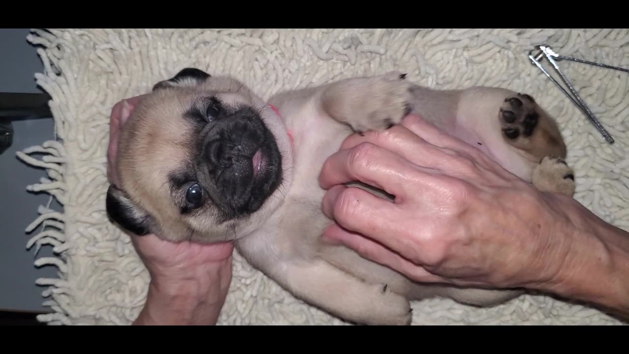 Meet the Frug Puppy 5!