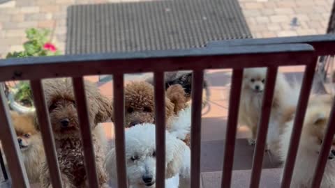 Dogs Fofinhos