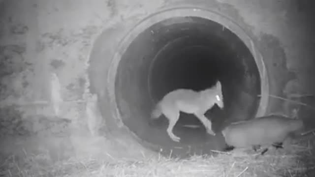 Coyote and badger travel together under California highway