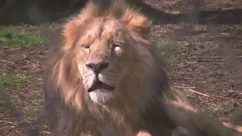 Lions sings happy birthday