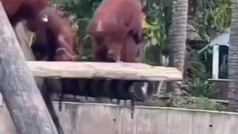 Unbelievable animals behavior