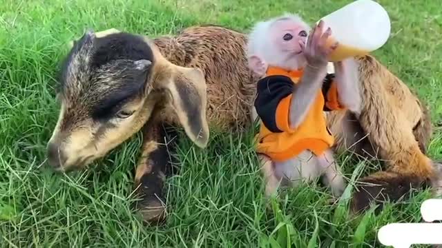 Sheep and monkeys eat watermelon