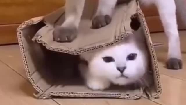 Cat funny video