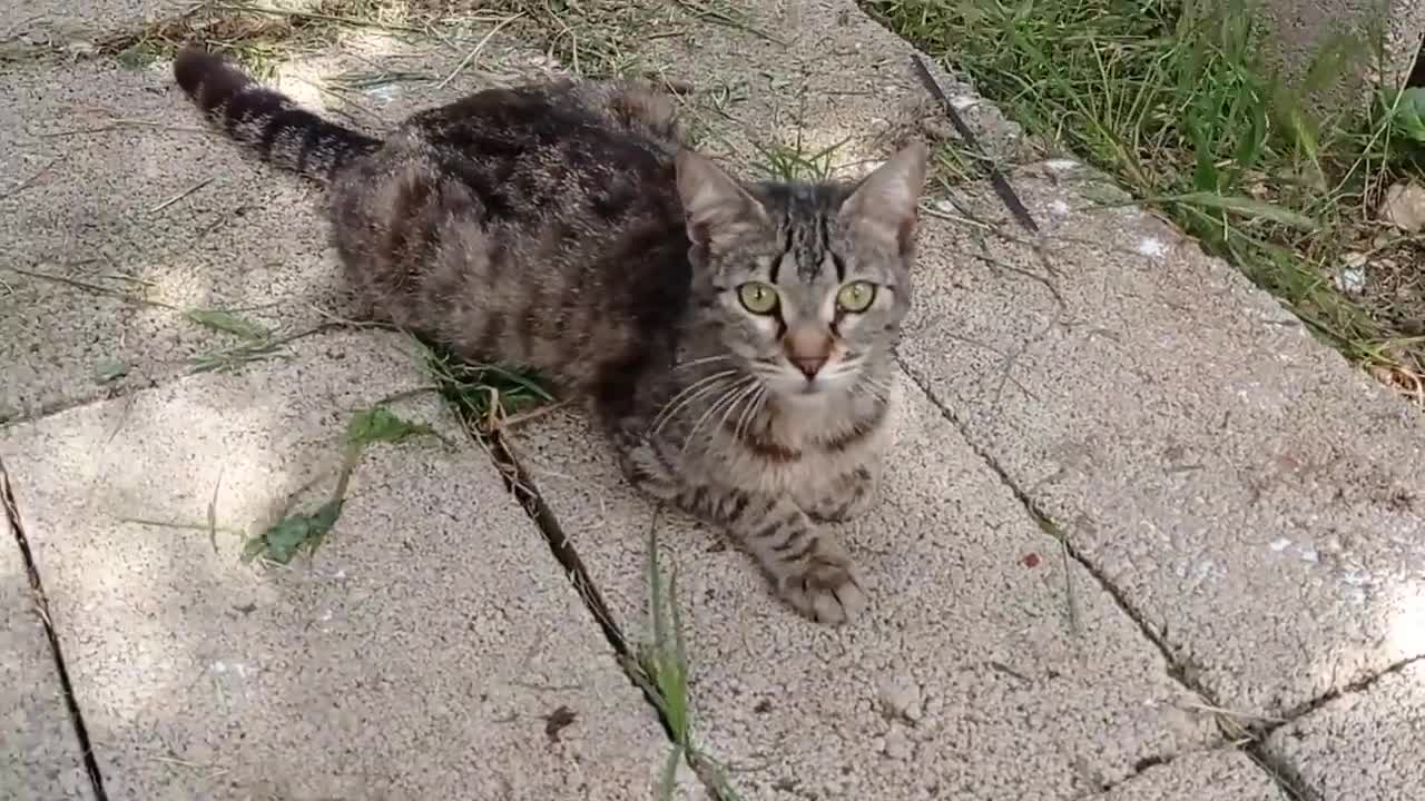 Kafası sıkışan yavru kedi bağırarak yardım istiyormuş