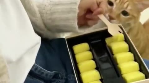 Funniest Cats And Dogs Video 😉 best funniest animals in 2023