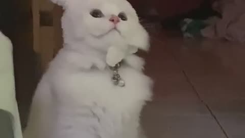 Funny cat