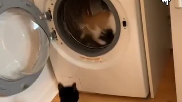 Дресированые коты