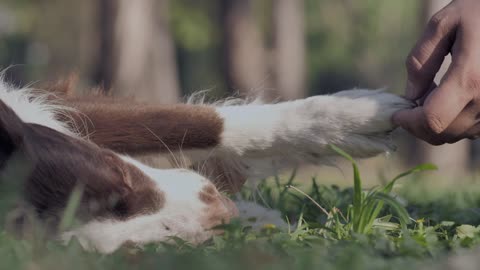 A person's hand caressing a dog