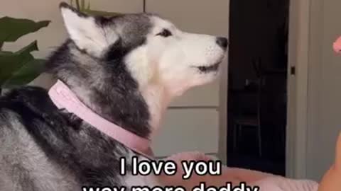 Arguing With My Husky & She Said She Loves Me MORE!