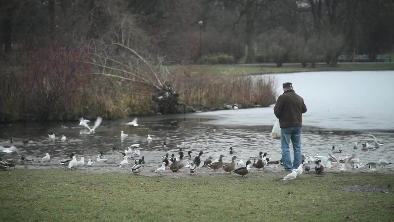 Old senior Man on the Lake feeding Ducks in winter day