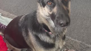 German Shepherd uses Poop Emoji tells Owner she Needs to use Bathroom #Shorts