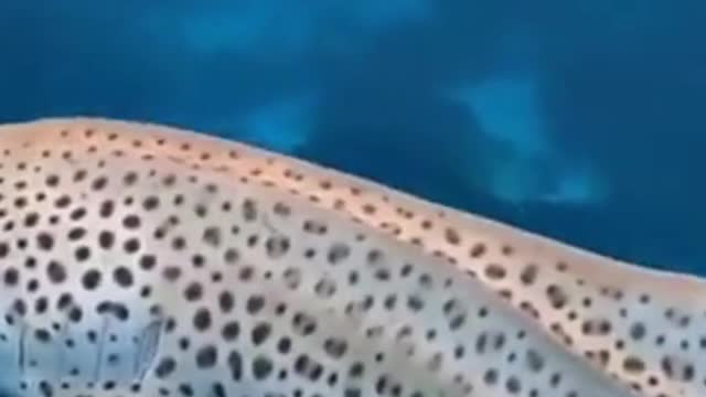 Beautiful Leopard shark