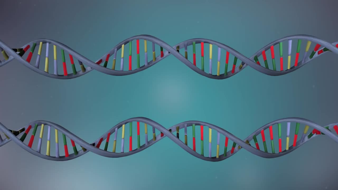 DNA replication (3D animated)