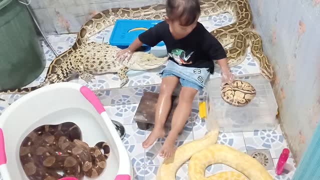 Little Girl Gives Crocodile a Bath