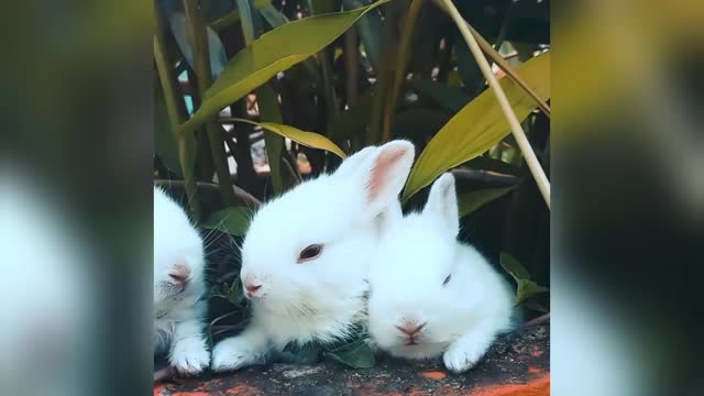 my 3 rabbits are eating