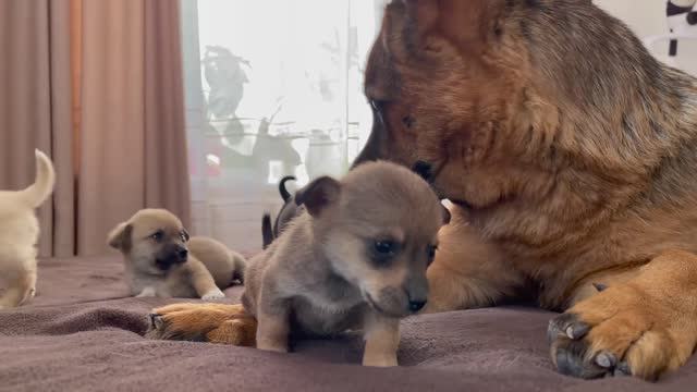 German Shepherd Reacts to Puppies seen for the First Time