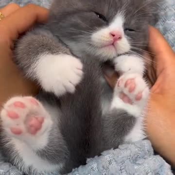 Baby Cats - Cute and Funny Cat Videos #cat#tiktok#shorts