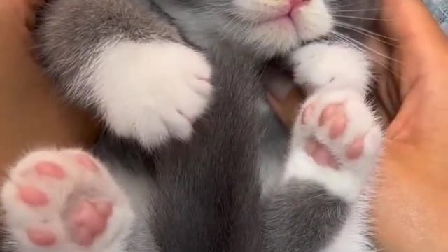 Baby Cats - Cute and Funny Cat Videos #cat#tiktok#shorts