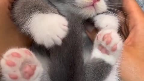 Baby Cats - Cute and Funny Cat Videos #cat#tiktok#shorts