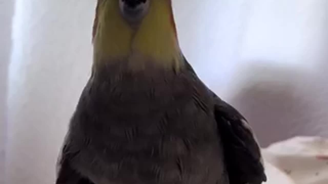 Beautiful tia bird 🐦 trending video