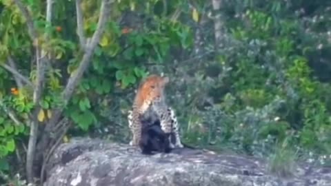 Two Tiger.