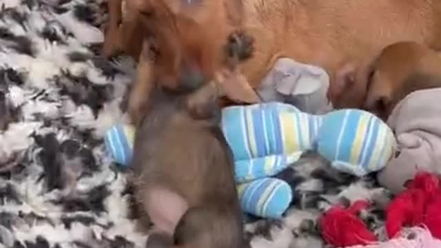 New Born Baby Play With Moms #shorts #dog #puppy #javrun