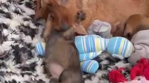 New Born Baby Play With Moms #shorts #dog #puppy #javrun
