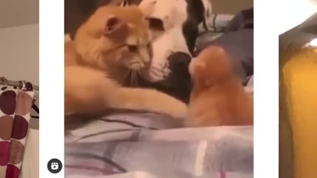 Cat introduces 1 week kitten to dog friend