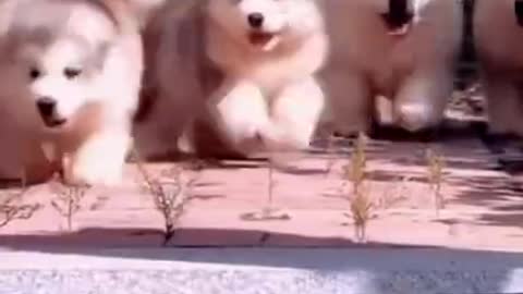 🤣 FUNNY DOGS 🐶 😻 CATS TOP SHORTS CUTEST SUPER PETS ANIMALS _ Will Absolutely Brighten Up Your Day 😍