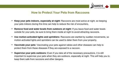 Raccoon Control Tips to Protect Pets