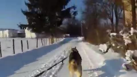 POV: Husky is pulling your sled