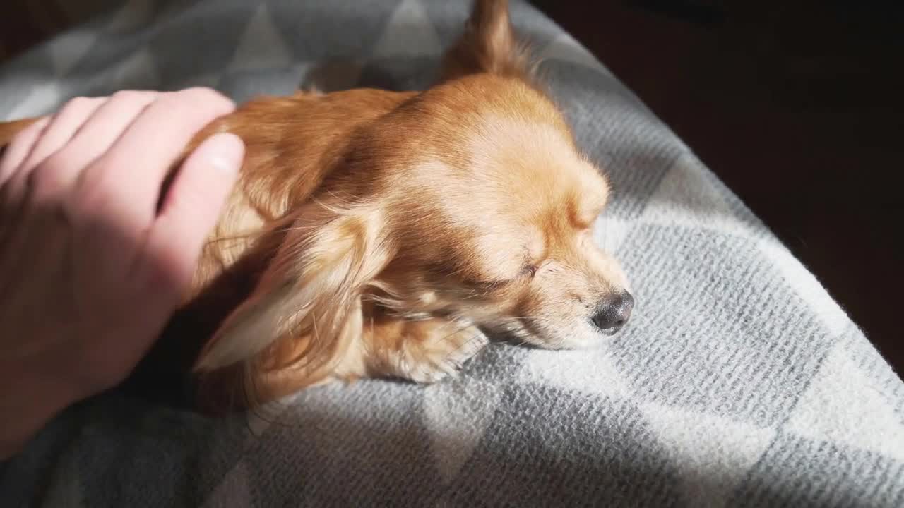 female hand stroking adorable funny longhair chihuaha dog. Very cute pet