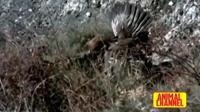 Eagles hunting skills,predators, lion vs eagle,fish,