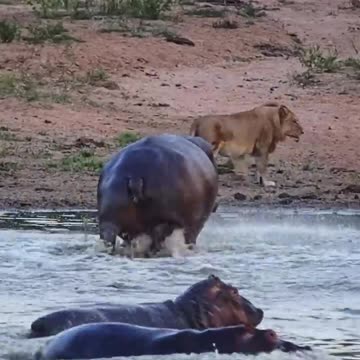 Angry hippo charges lion drinking her home