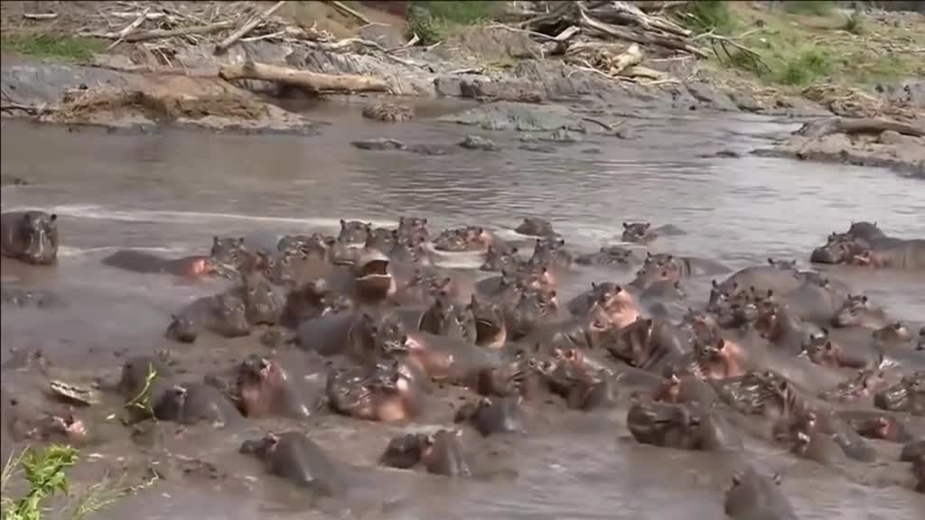 Interesting facts about hippos