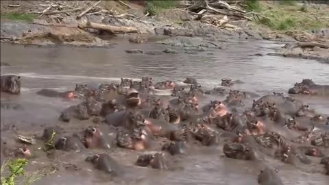 Interesting facts about hippos