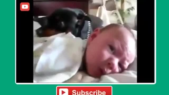 DOGS PROTECTING BABIES! YOU WILL LOVE YOUR PETS 100% BUNCH MORE AFTER SEEING THIS VIDEO