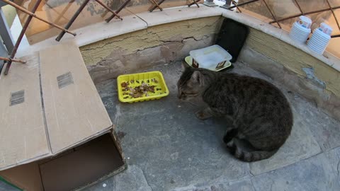 Homeless cat in Ras Al Khaimah, UAE: MICHAEL JACKSON #cat #cats #MichaelJackson #UAE #pets #pet #4u