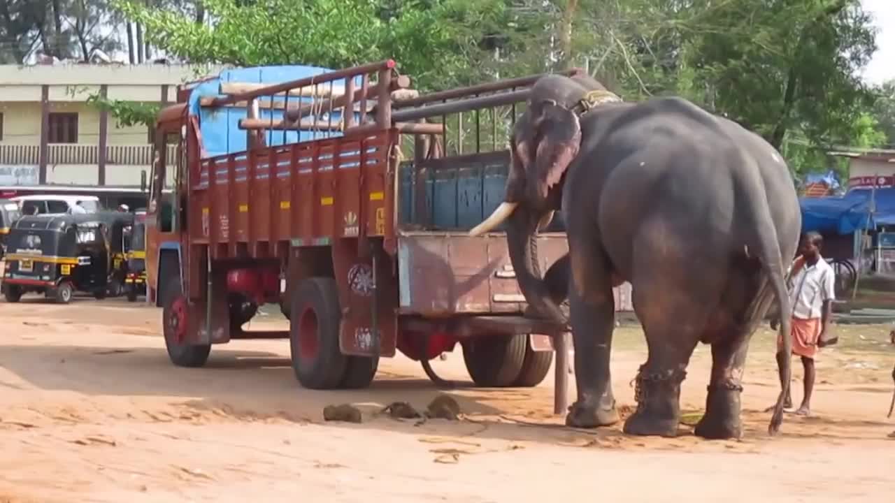 A Smart Elephant