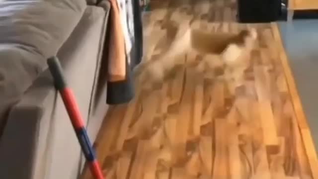 Just laugh ,world cute cat