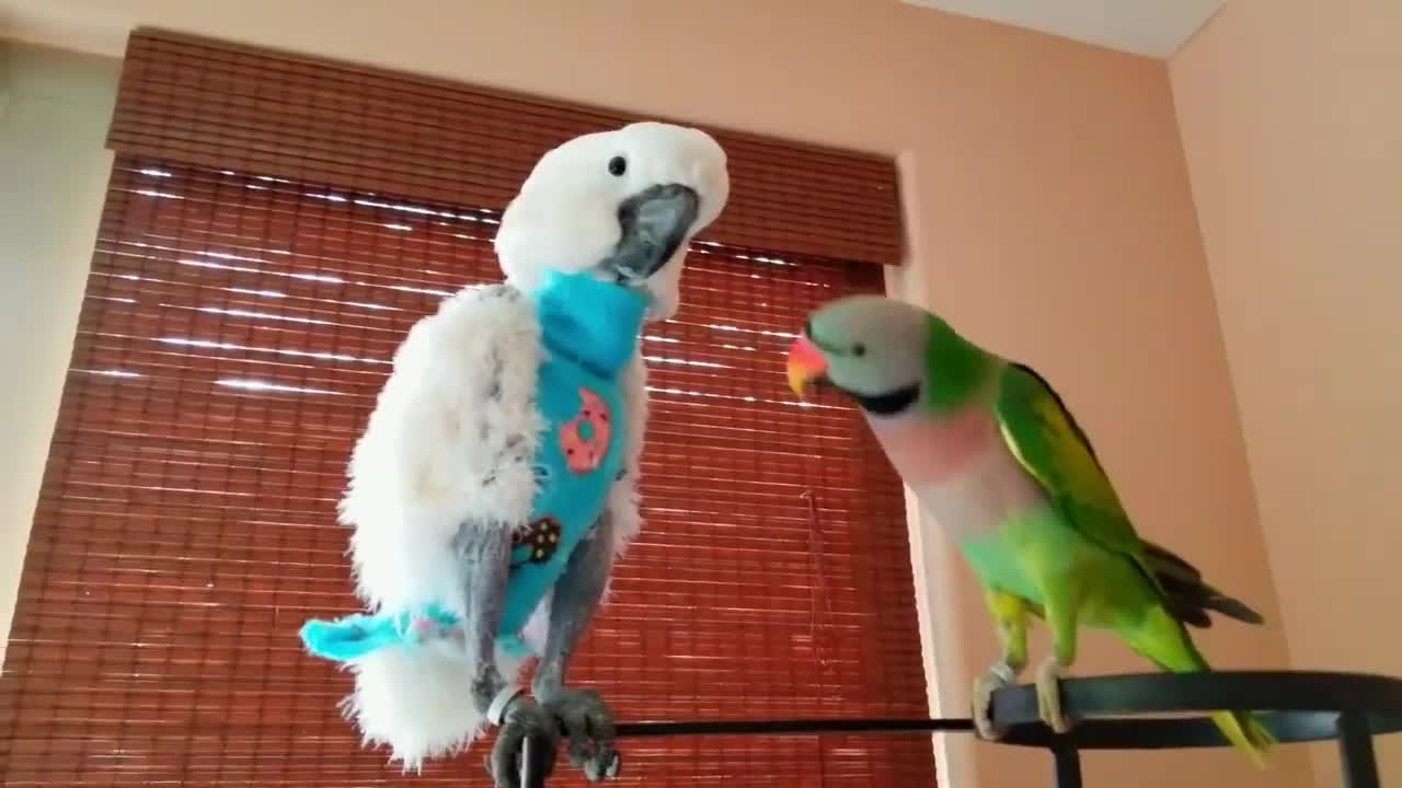My missing parrot