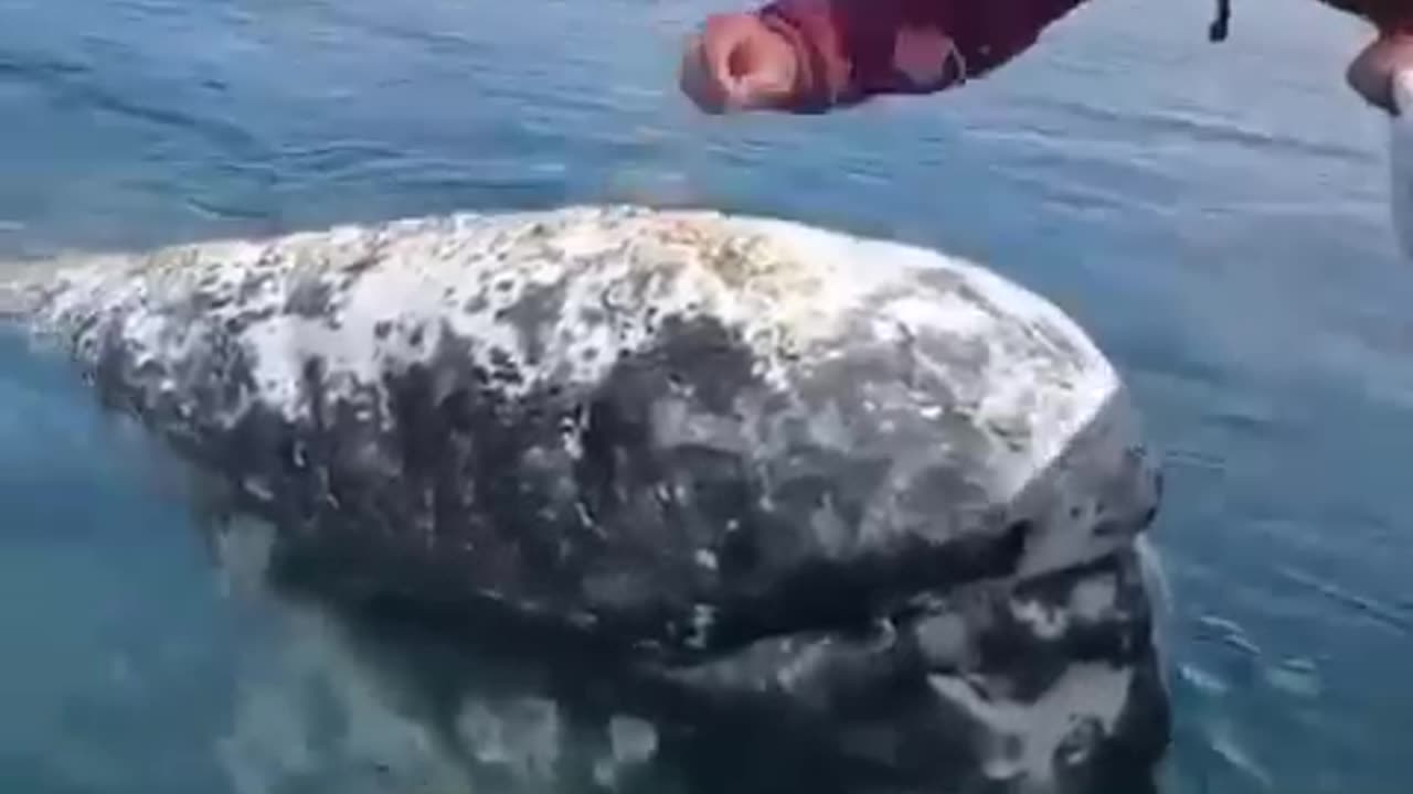 Whale is letting boat Captain to remove lice from his head