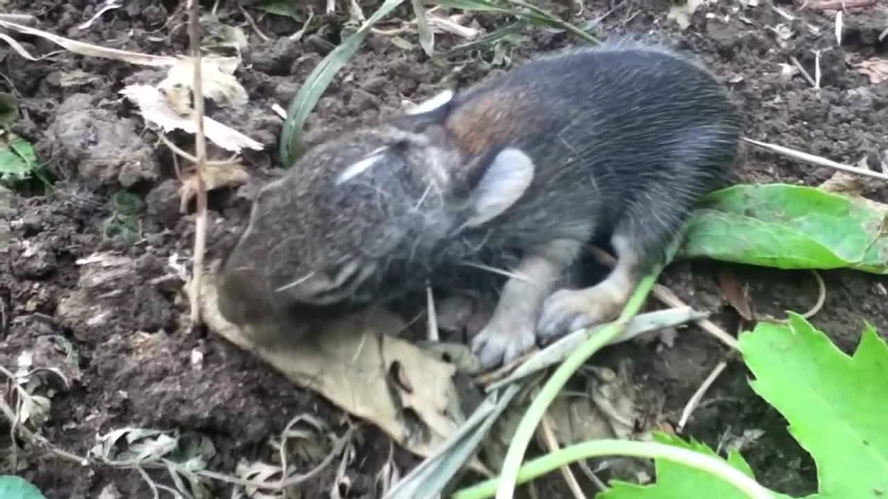 wild baby rabbit nest