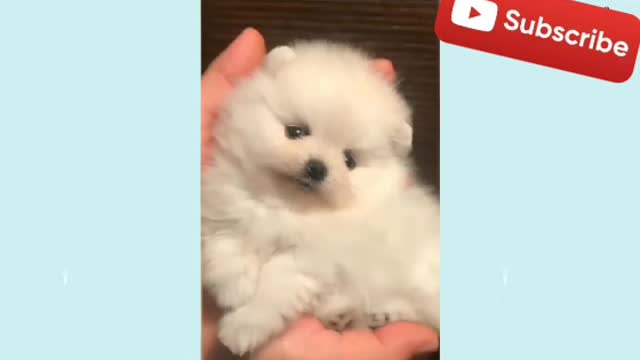 🥺 Micro Pomeranian puppies 🐶 loves the attention they get💓🐾